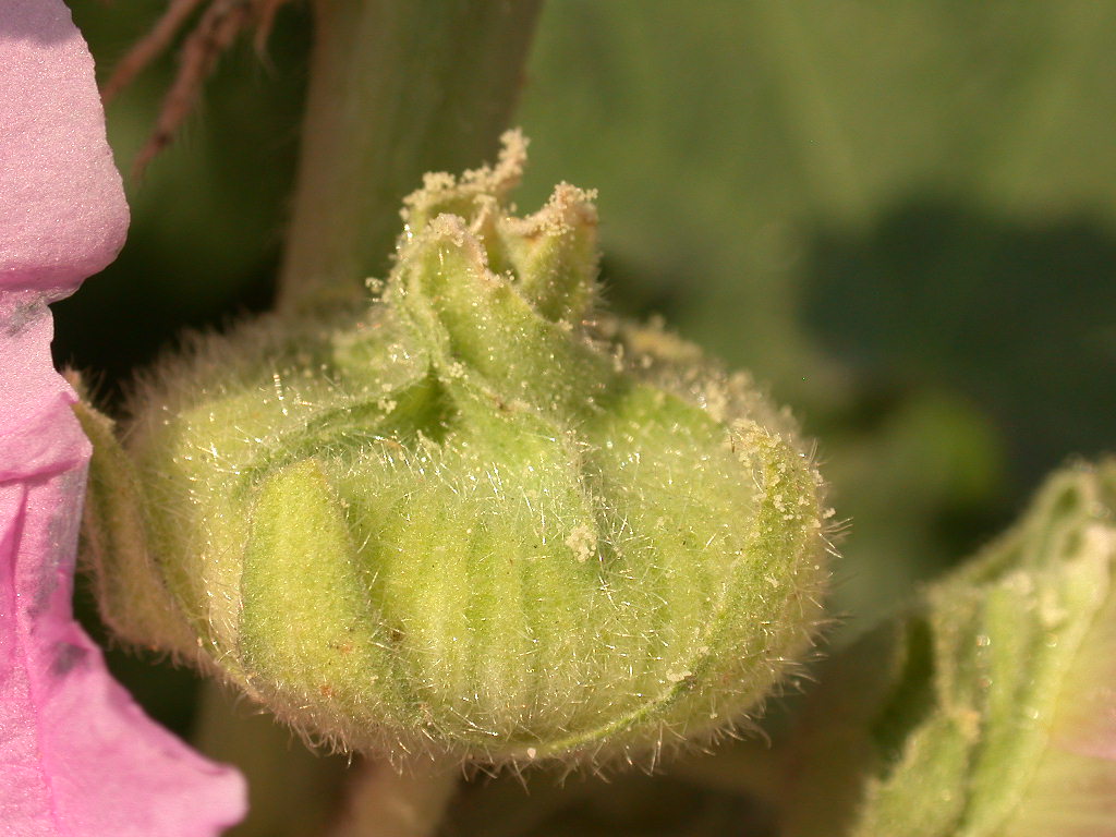 Alcea biennis / Malvone bienne